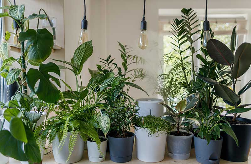 Best Temperature and Humidity Control for Growing Indoor Plants  TempPro