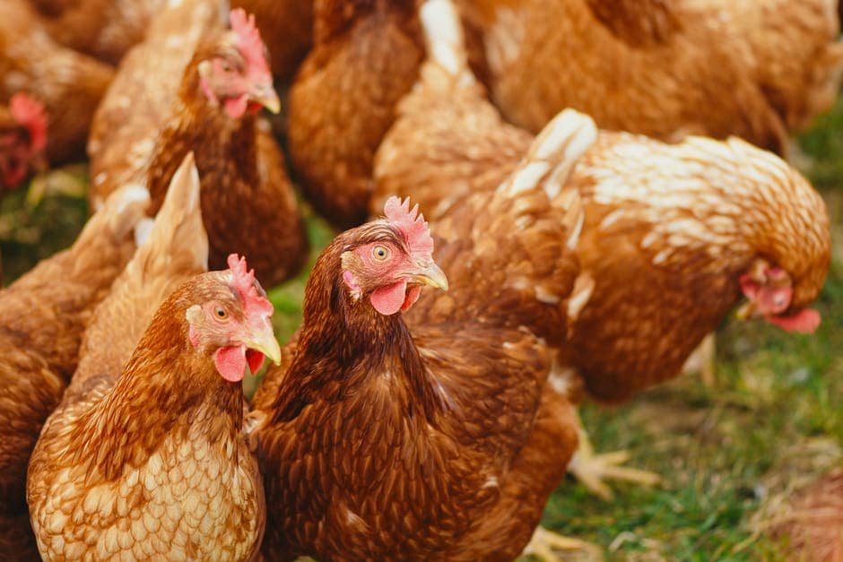 Ultimate Guide: How to Choose Fresh Chicken – TempPro